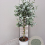 Eucalyptus gunnii 80 cm 3,0L stam