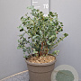 Eucalyptus pulverulenta 'Baby Blue' 30-40 cm 10L
