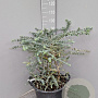 Eucalyptus pulverulenta 'Baby Blue' 40-50 cm 25L