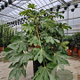 Fatsia japonica 80-100 cm container