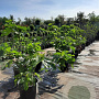 Ficus carica 100-125 cm 30L