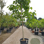 Ficus carica 120 cm stam container 14-16