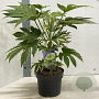 Fatsia japonica 'Spider's Web' 30-40 cm 5,0L