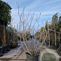 Ficus carica 175-200 cm container meerstammig