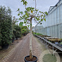 Ficus carica 180 cm stam container 30-35