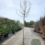 Ficus carica 180 cm stam draadkluit 10-12