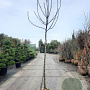 Ficus carica 180 cm stam draadkluit 12-14