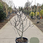 Ficus carica 200-250 cm cont. 130L meerstammig