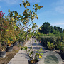 Ficus carica 200-250 cm container meerstammig