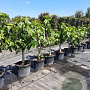 Ficus carica 250 cm stam container 20-25