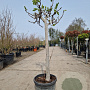 Ficus carica 80 cm stam container 16-18 lei 120x120