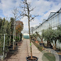 Ficus car. 'Brogiotto Bianco' 220 cm stam container 20-25