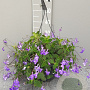 Streptocarpus saxorum GM C6L