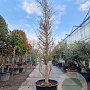 Ginkgo biloba 350-400 cm container solitair 2-3 tak
