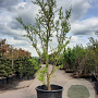 Ginkgo biloba 400-450 cm container solitair