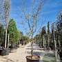 Gleditsia triac. 'Rubylace' 250-300 cm container meerstammig