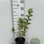Forsythia int. 'Spectabilis' 30-40 cm 2,0L