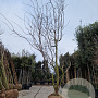Gleditsia triac. 'Sunburst' 450-500 cm draadkluit