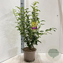 Forsythia int. 'Spectabilis' 50-60 cm 5,0L