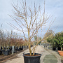 Heptacodium miconioides 200-250 cm container struik solitair