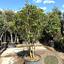 Ilex cornuta 175-200 cm cont. 130L paraplu