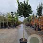 Ilex 'Nellie R. Stevens' 130 cm stam container 10-12