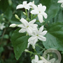 Jasminum sambac 120 cm C8 piramide