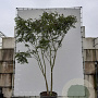 Koelreuteria paniculata 350-400 cm draadkluit meerstammig