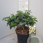 Lantana camara GM 9L