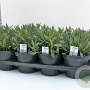 Lavandula dentata P14
