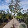 Lagerstroemia indica 100 cm stam container 18-20