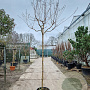 Lagerstroemia indica 180 cm stam container 8-10