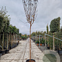 Lagerstroemia indica 200 cm stam container 12-14