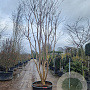 Lagerstroemia indica 400-450 cm cont. 350L meerstammig