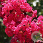 Lagerstroemia i. 'Petite Red' 200-250 cm draadkluit meerstammig