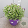 Lavandula stoechas GM C5