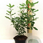 Garrya thuretii 30-40 cm 2,0L