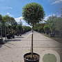 Ligustrum delavayanum 50 cm stam container 35-40 bol
