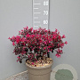 Loropetalum chinense 40-60 cm 10L