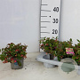 Gaultheria procumbens 15 cm P12
