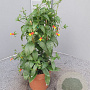Manettia bicolor 70 cm 3,0L piramide