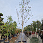 Magnolia 'Galaxy' 200 cm stam container 25-30
