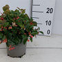 Gaultheria procumbens 20 cm P15