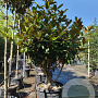 Magnolia grand. 'Goliath' 150-175 cm container solitair 40-45