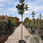 Magnolia grand. 'Goliath' 180 cm stam container 12-14 leiboom