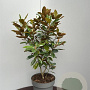 Magnolia grand. 'Little Gem' 80-100 cm 15L
