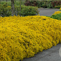 Genista lydia 25 cm P17