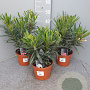 Nerium oleander 30-40 cm 3,0L