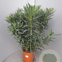 Nerium oleander 80-100 cm 14L