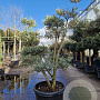 Olea europaea 150-175 cm cont. 70L pompon